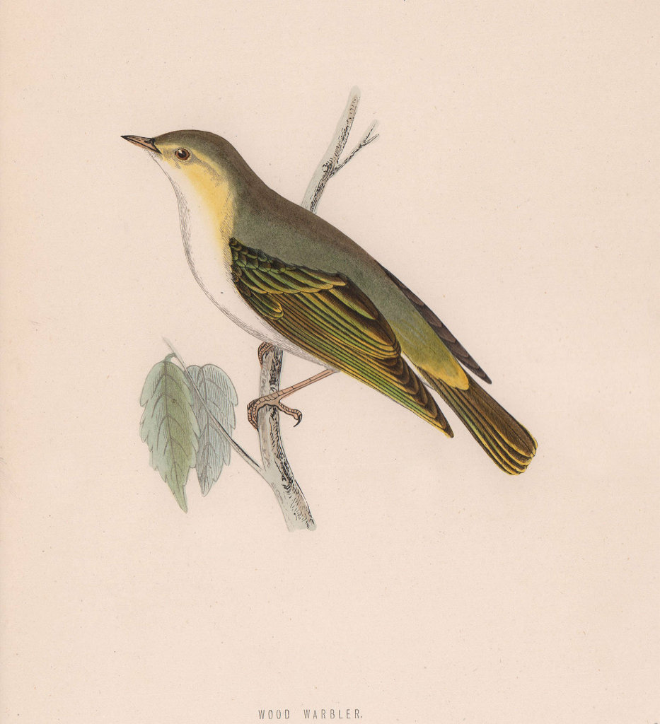 Wood Warbler. Morris's British Birds. Antique colour print 1870 old