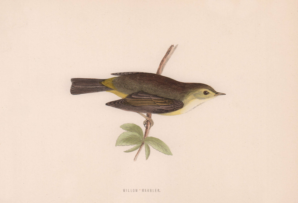 Associate Product Willow Warbler. Morris's British Birds. Antique colour print 1870 old