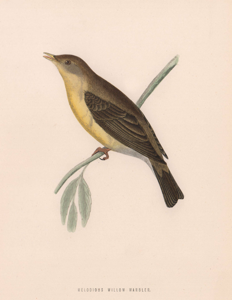Melodious Willow Warbler. Morris's British Birds. Antique colour print 1870