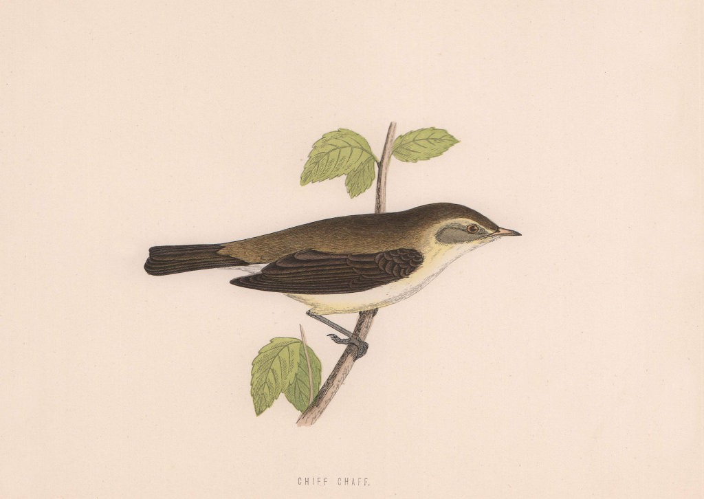 Associate Product Chiff Chaff. Morris's British Birds. Antique colour print 1870 old