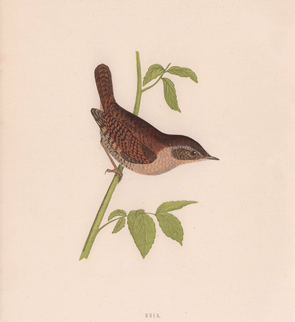 Wren. Morris's British Birds. Antique colour print 1870 old