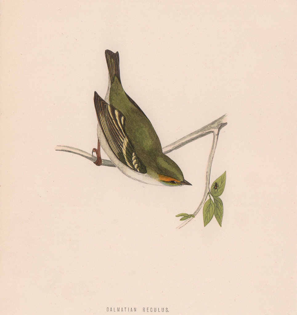 Dalmatian Regulus. Morris's British Birds. Antique colour print 1870 old