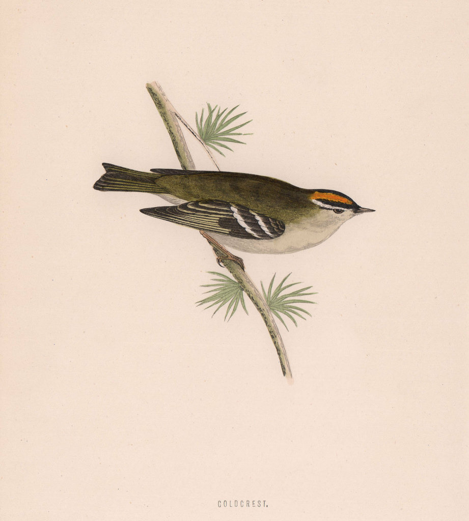 Goldcrest. Morris's British Birds. Antique colour print 1870