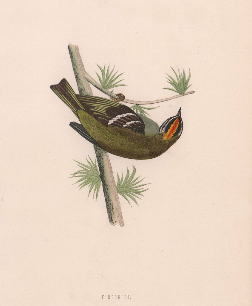 Firecrest. Morris's British Birds. Antique colour print 1870 old
