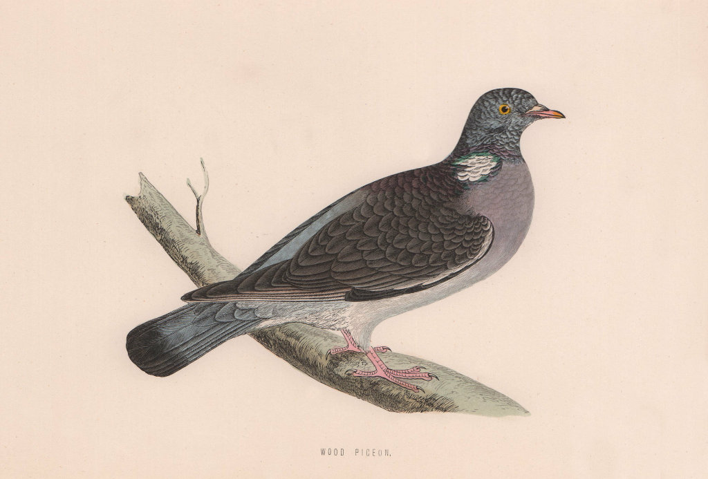 Wood Pigeon. Morris's British Birds. Antique colour print 1870 old