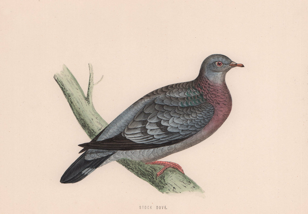 Stock Dove. Morris's British Birds. Antique colour print 1870 old