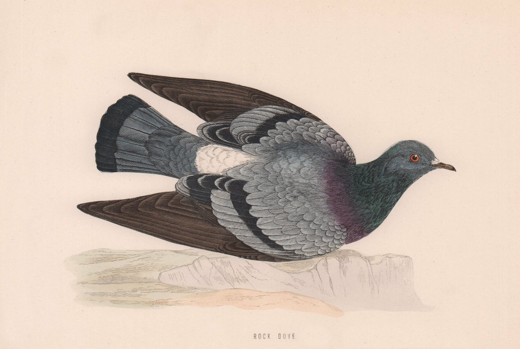 Rock Dove. Morris's British Birds. Antique colour print 1870 old