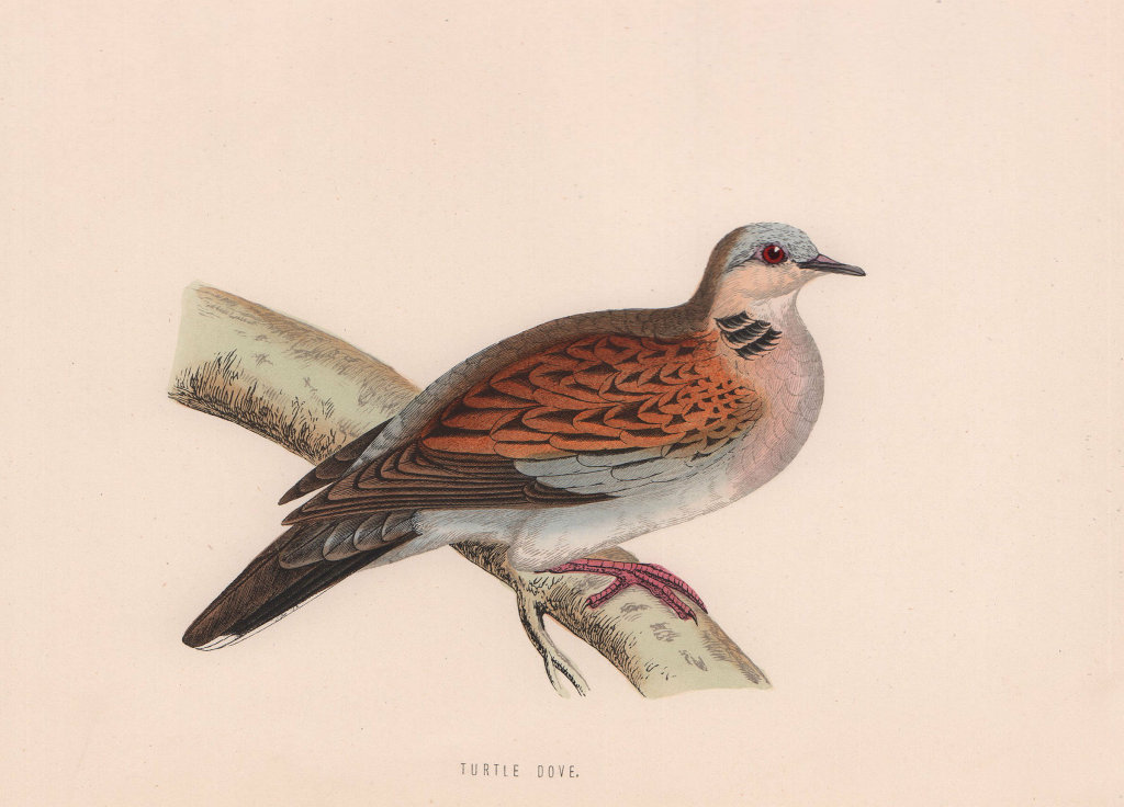 Turtle Dove. Morris's British Birds. Antique colour print 1870 old