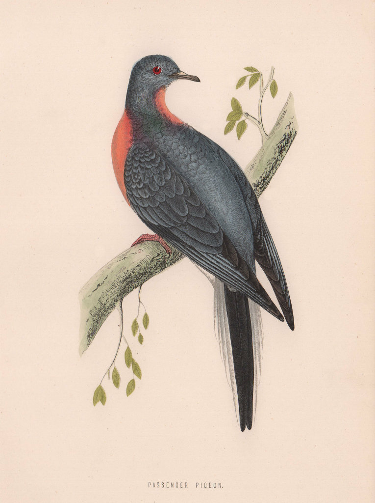 Passenger Pigeon. Morris's British Birds. Antique colour print 1870 old