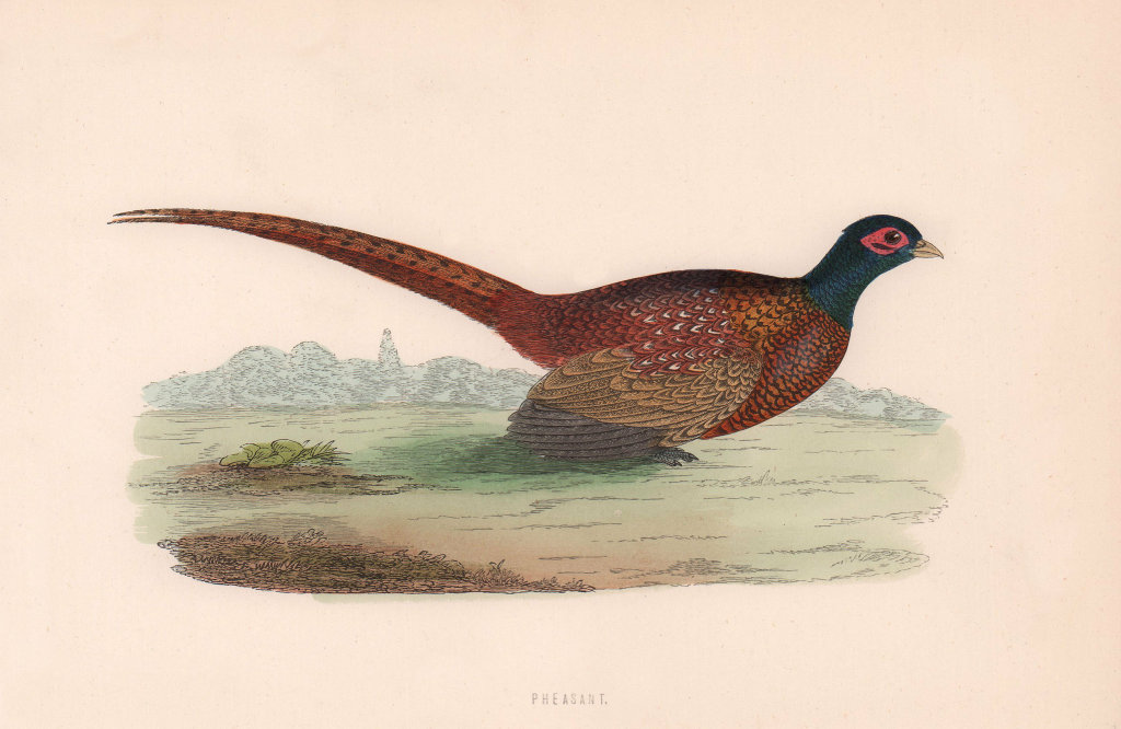 Pheasant. Morris's British Birds. Antique colour print 1870 old