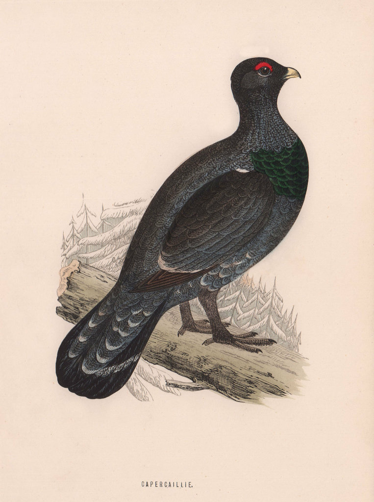 Capercaillie. Morris's British Birds. Antique colour print 1870 old
