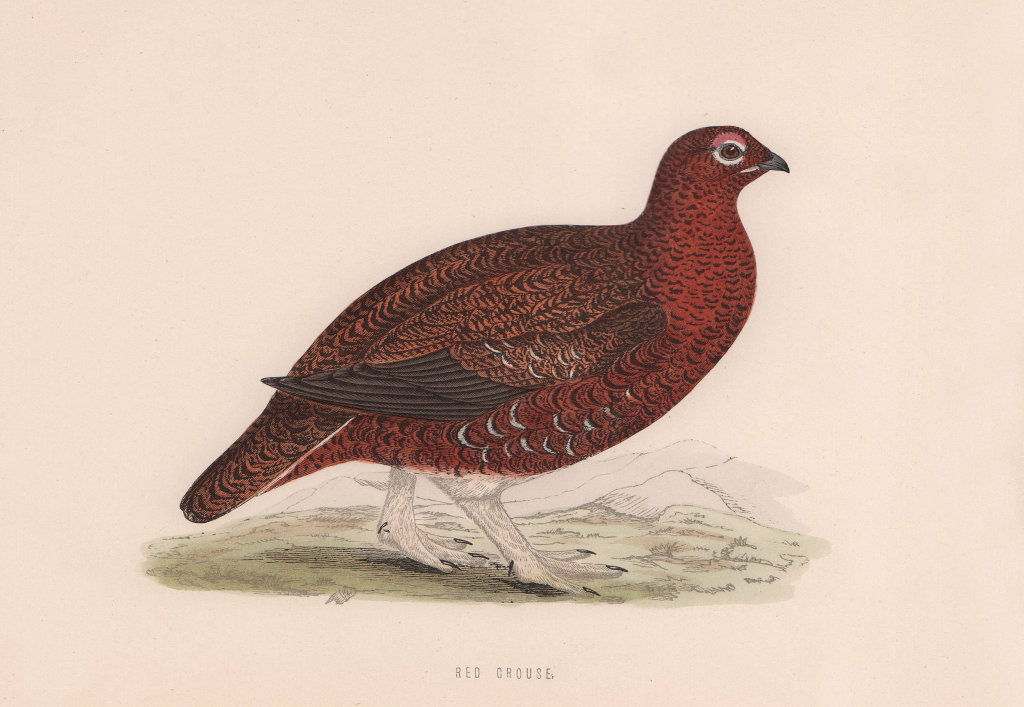 Red Grouse. Morris's British Birds. Antique colour print 1870 old