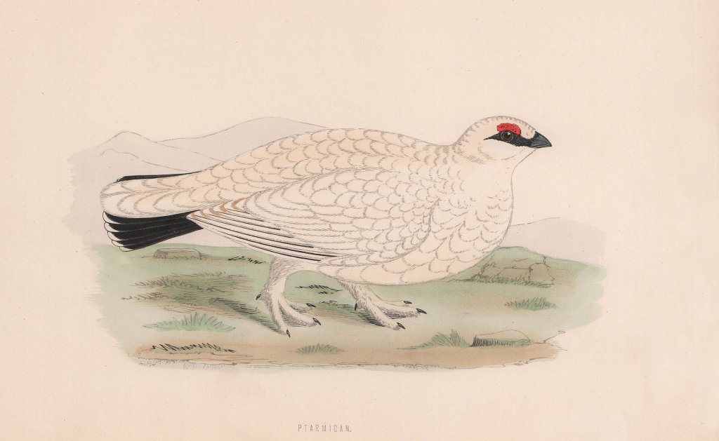 Ptarmigan. Morris's British Birds. Antique colour print 1870 old