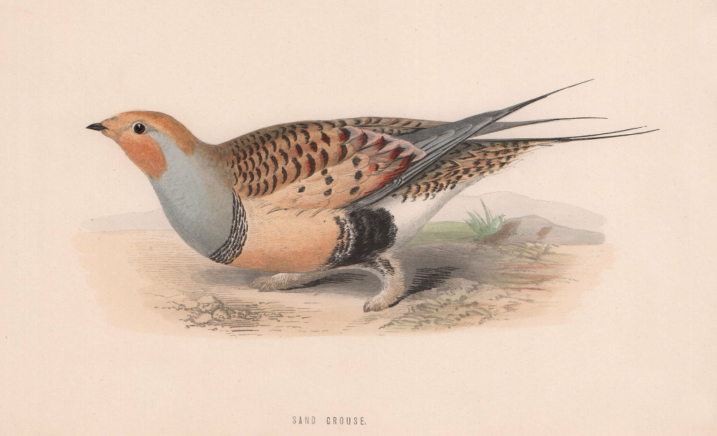 Sand Grouse. Morris's British Birds. Antique colour print 1870 old