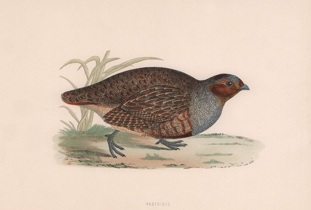 Partridge. Morris's British Birds. Antique colour print 1870 old