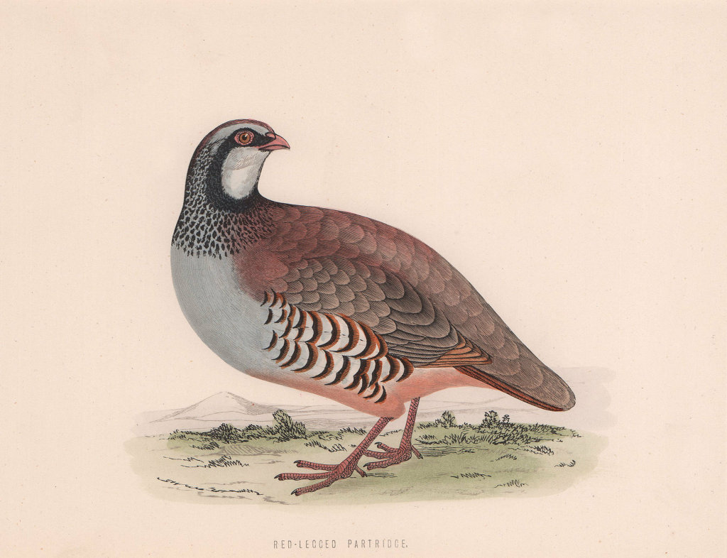 Red-Legged Partridge. Morris's British Birds. Antique colour print 1870