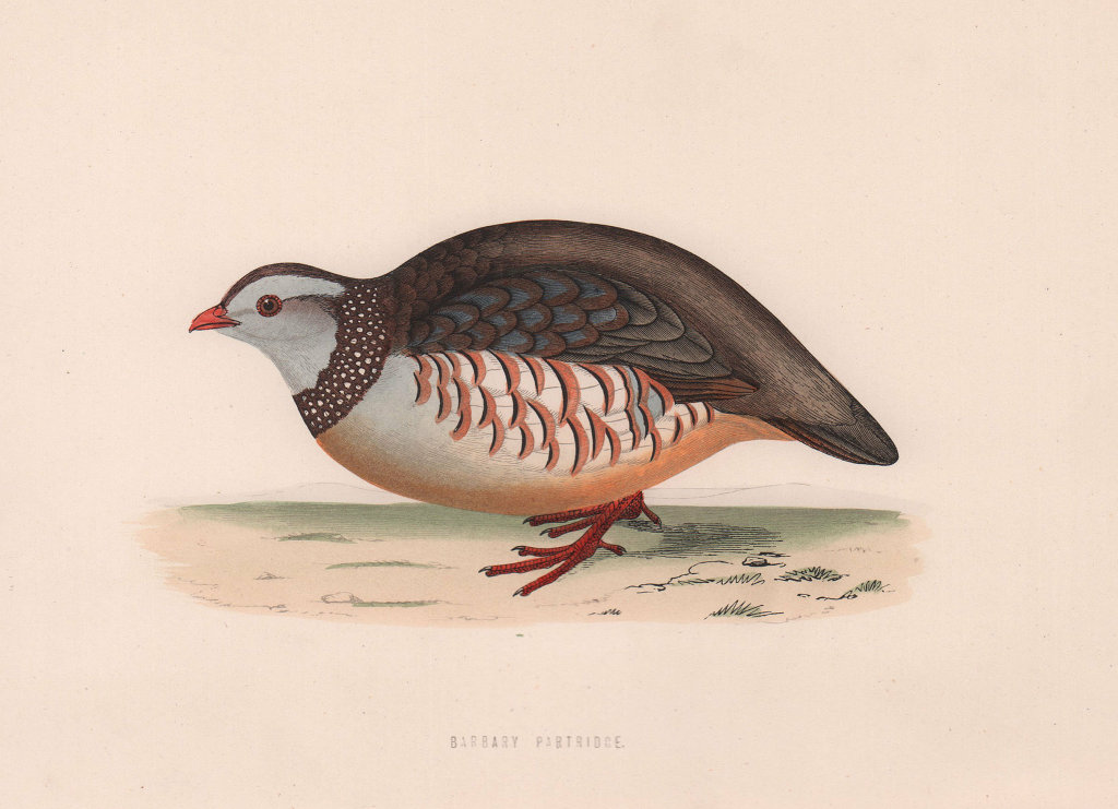 Associate Product Barbary Partridge. Morris's British Birds. Antique colour print 1870 old