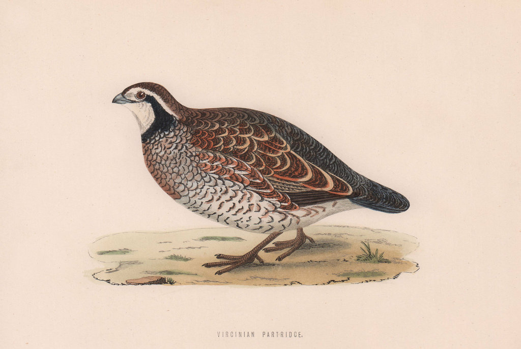Associate Product Virginian Partridge. Morris's British Birds. Antique colour print 1870