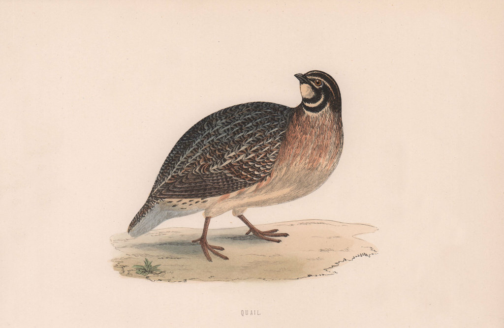 Quail. Morris's British Birds. Antique colour print 1870 old