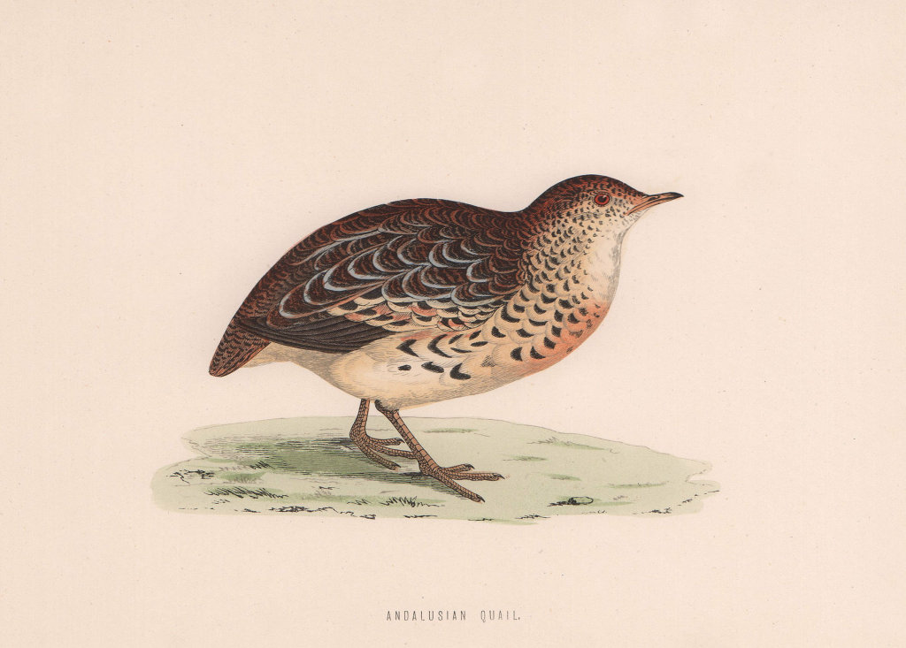 Associate Product Andalusian Quail. Morris's British Birds. Antique colour print 1870 old