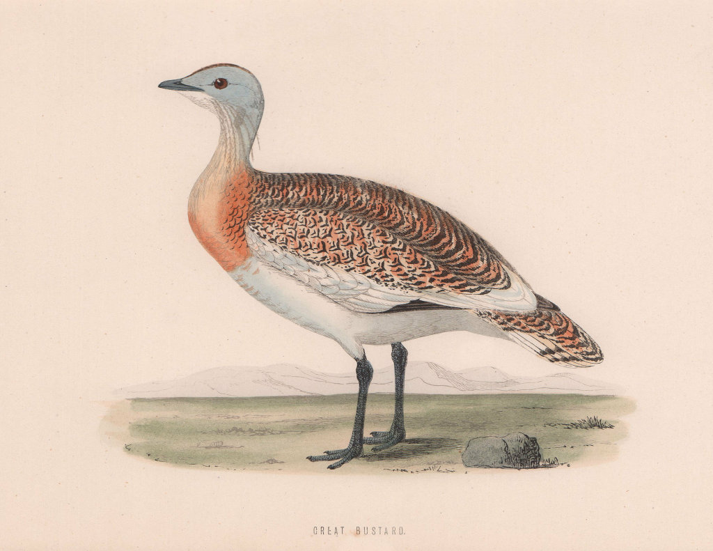 Great Bustard. Morris's British Birds. Antique colour print 1870 old