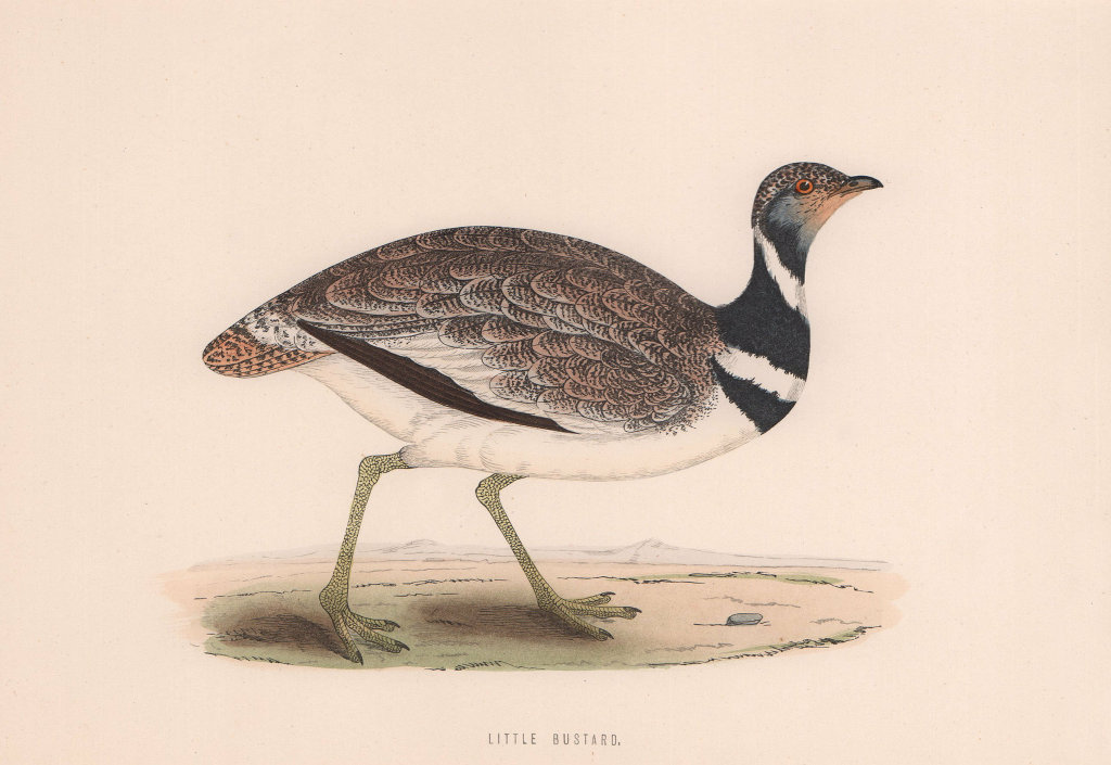 Associate Product Little Bustard. Morris's British Birds. Antique colour print 1870 old
