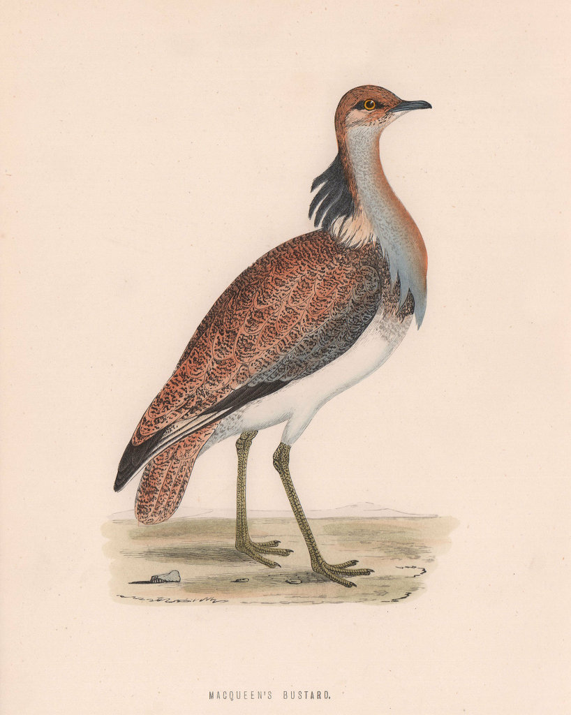 Macqueen's Bustard. Morris's British Birds. Antique colour print 1870