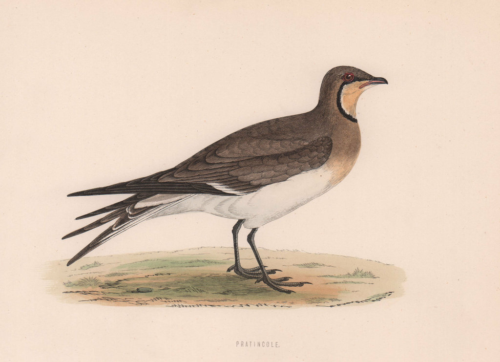Pratincole. Morris's British Birds. Antique colour print 1870 old