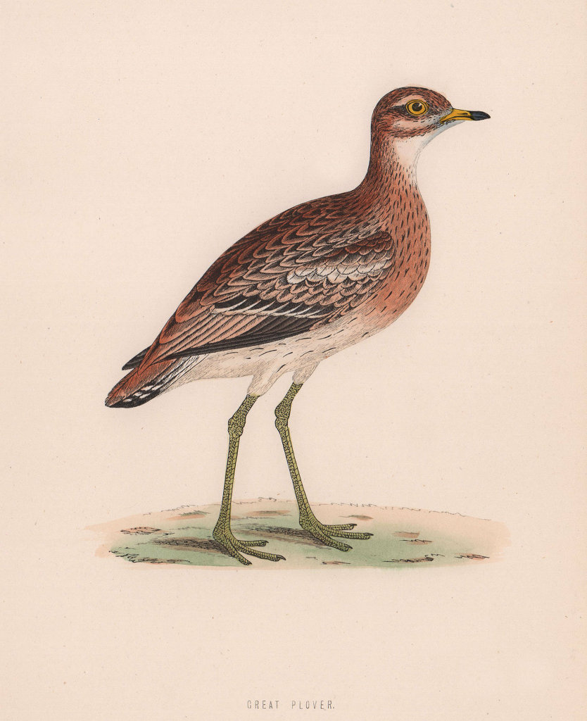 Great Plover. Morris's British Birds. Antique colour print 1870 old