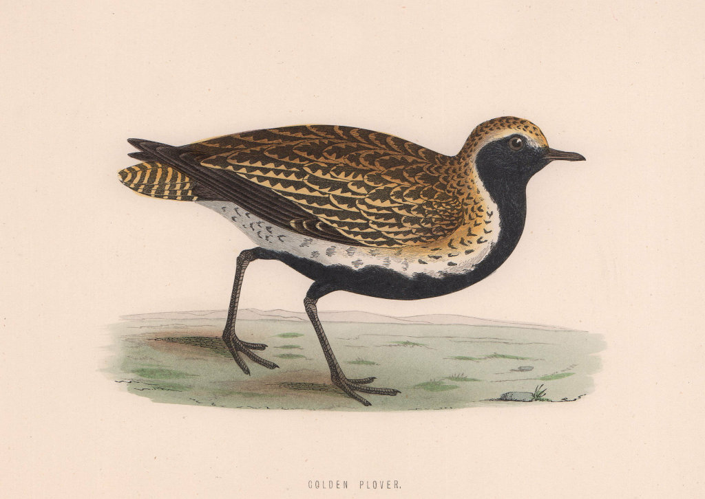 Golden Plover. Morris's British Birds. Antique colour print 1870