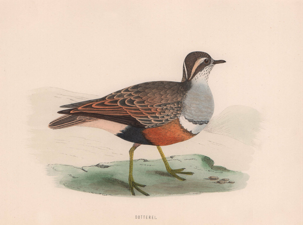 Associate Product Dotterel. Morris's British Birds. Antique colour print 1870 old