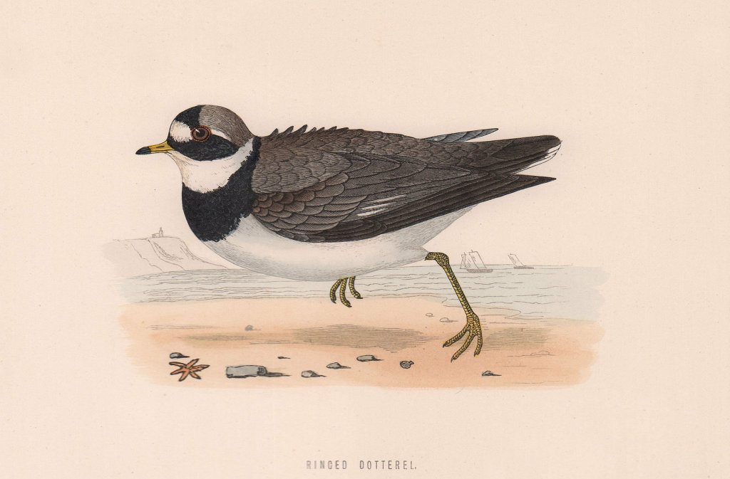 Ringed Dotterel. Morris's British Birds. Antique colour print 1870 old