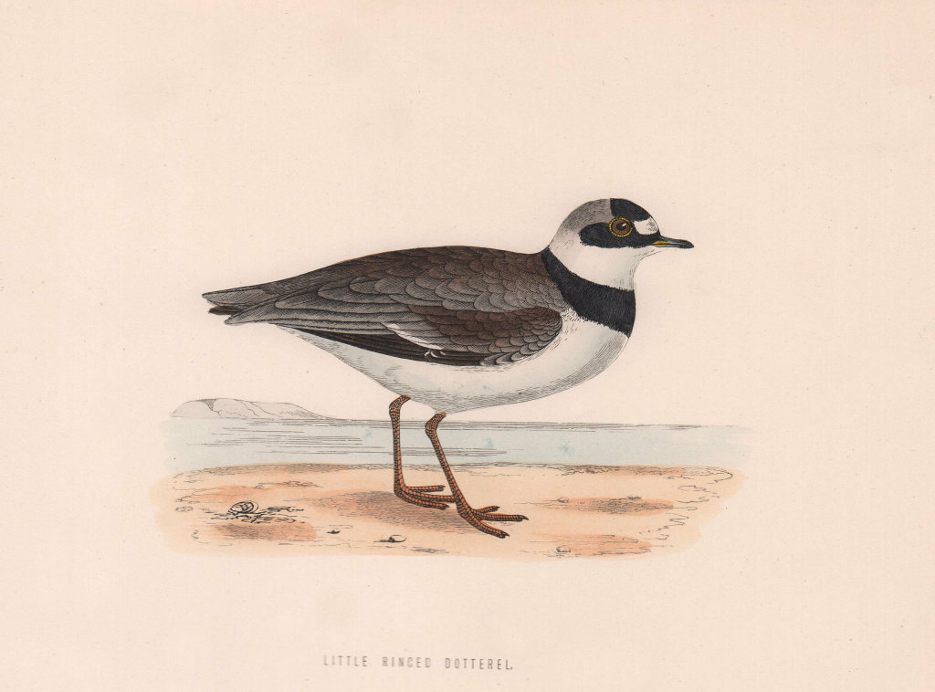 Associate Product Little Ringed Dotterel. Morris's British Birds. Antique colour print 1870