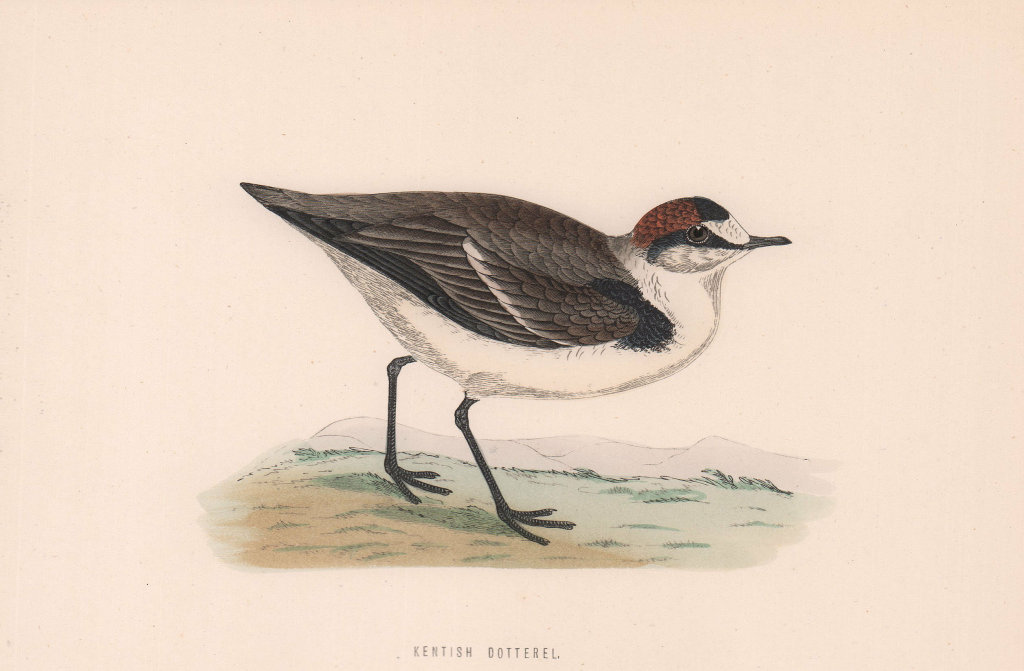 Kentish Dotterel. Morris's British Birds. Antique colour print 1870 old