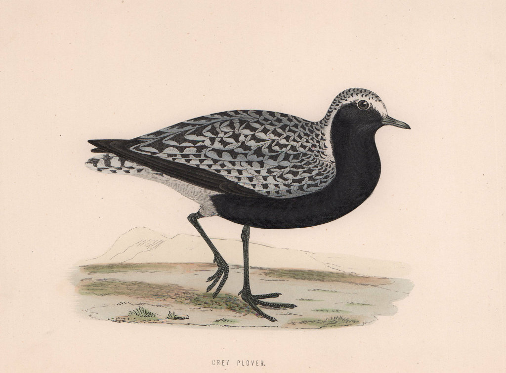 Grey Plover. Morris's British Birds. Antique colour print 1870 old