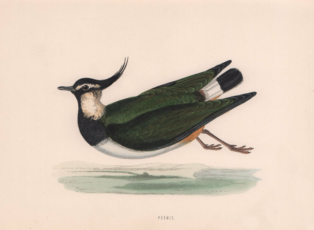Peewit. Morris's British Birds. Antique colour print 1870 old