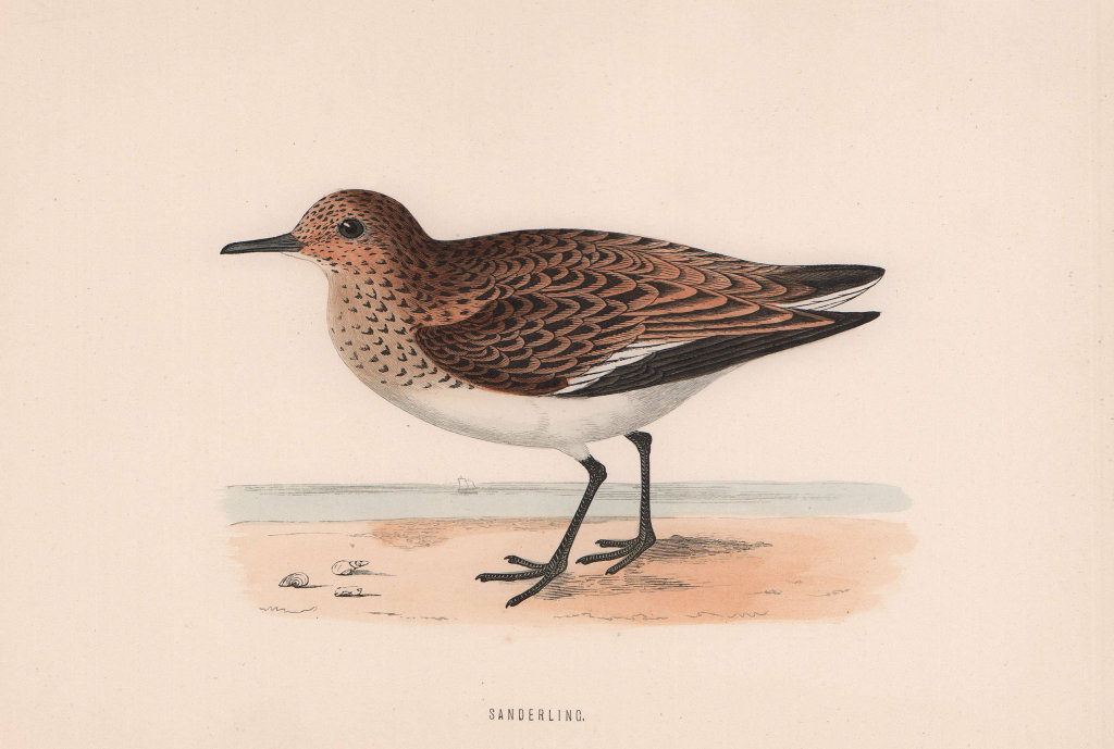 Sanderling. Morris's British Birds. Antique colour print 1870 old