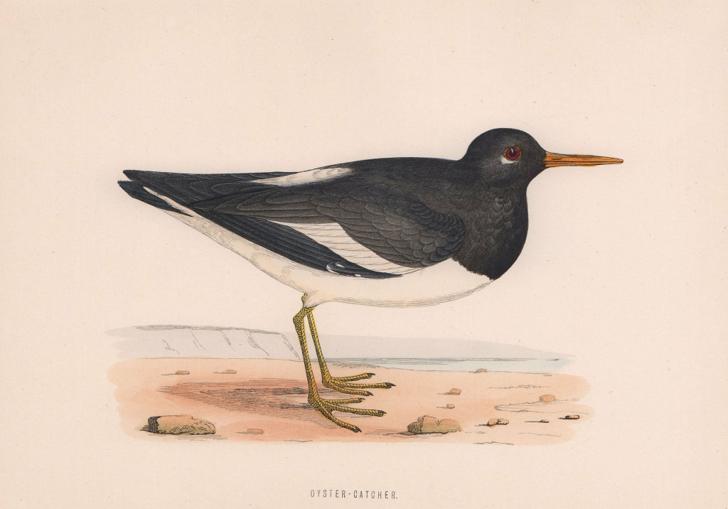 Associate Product Oyster-Catcher. Morris's British Birds. Antique colour print 1870 old