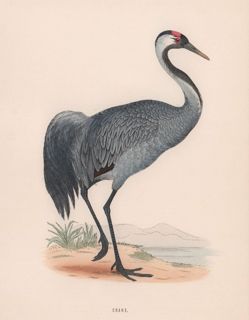 Crane. Morris's British Birds. Antique colour print 1870 old