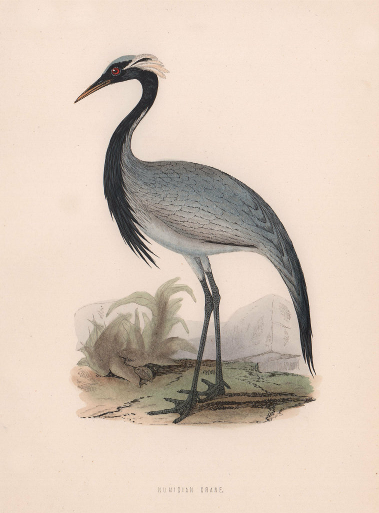 Numidian Crane. Morris's British Birds. Antique colour print 1870 old