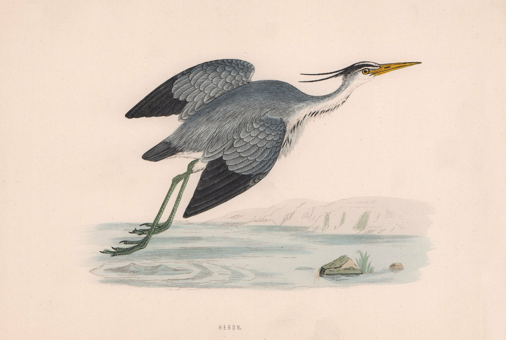 Heron. Morris's British Birds. Antique colour print 1870 old