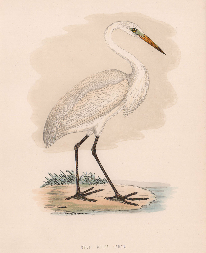 Great White Heron. Morris's British Birds. Antique colour print 1870 old