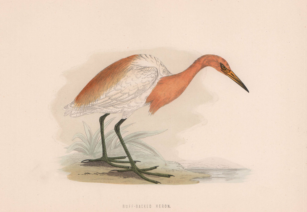 Buff-backed Heron. Morris's British Birds. Antique colour print 1870 old