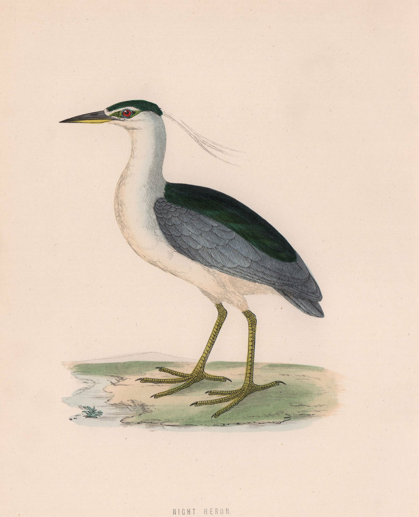Night Heron. Morris's British Birds. Antique colour print 1870 old