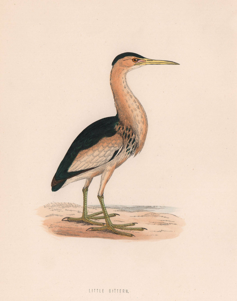 Associate Product Little Bittern. Morris's British Birds. Antique colour print 1870 old