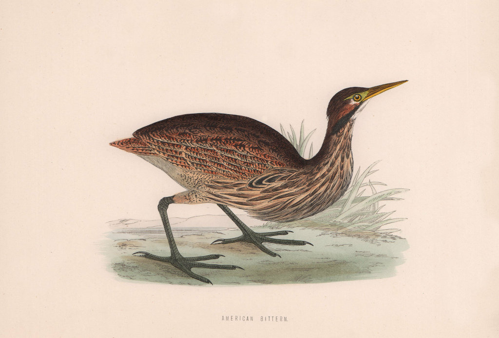 American Bittern. Morris's British Birds. Antique colour print 1870 old