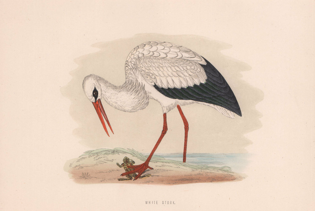 Associate Product White Stork. Morris's British Birds. Antique colour print 1870 old