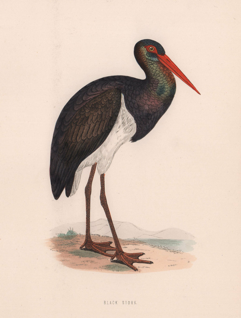 Black Stork. Morris's British Birds. Antique colour print 1870 old