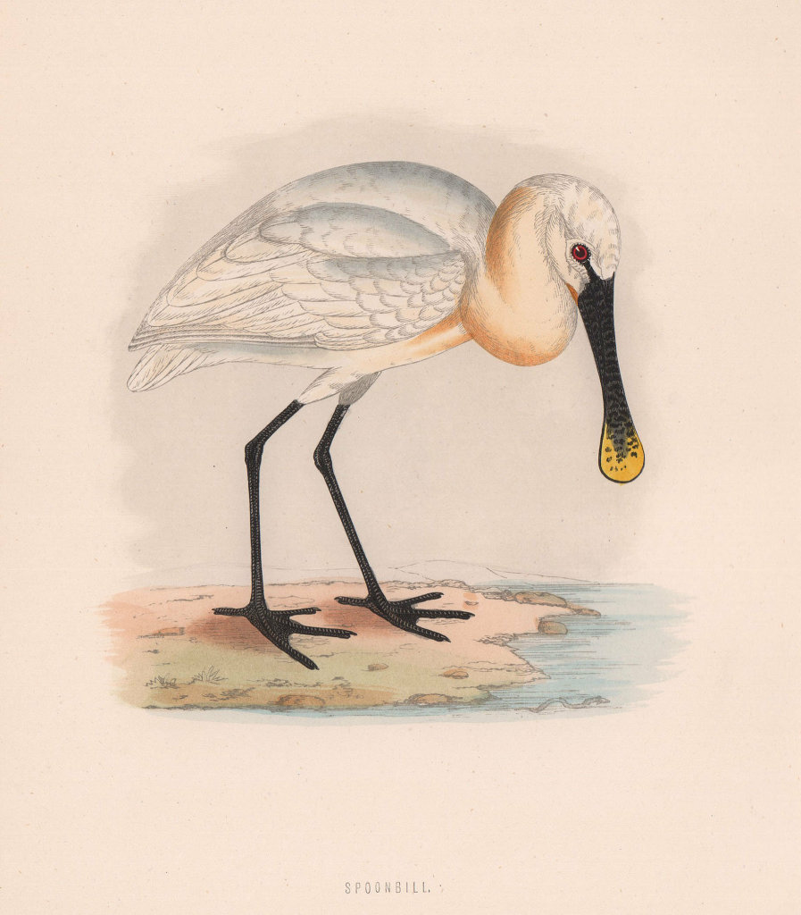 Spoonbill. Morris's British Birds. Antique colour print 1870 old