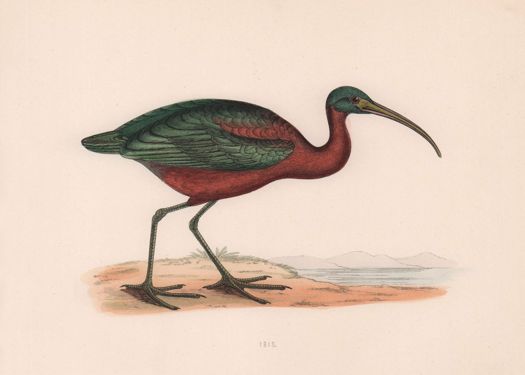 Ibis. Morris's British Birds. Antique colour print 1870 old